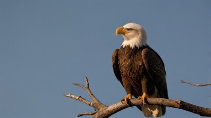 Majestic bald eagle perched on a branch against a clear blue sky.