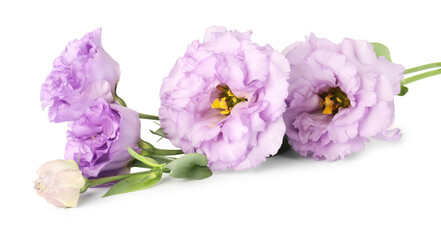 Beautiful violet eustoma flowers with green leaves isolated on white