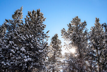 looking up at the tops of snow covered pine trees with blue sky