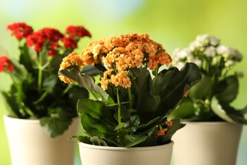 Different beautiful kalanchoe flowers in pots on blurred green background, closeup