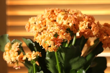 Beautiful orange kalanchoe flower on blurred background, closeup