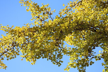銀杏の葉と空