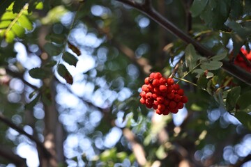 Rowan tree with red berries growing outdoors, low angle view