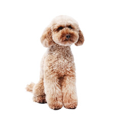 Cute Toy Poodle dog on white background. Lovely pet