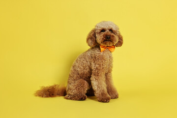 Cute Toy Poodle dog wearing orange bow tie on yellow background