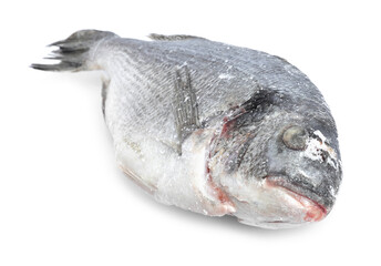 One frozen carp fish isolated on white