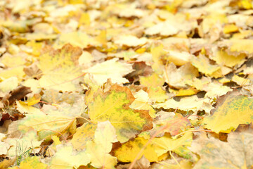 Many fallen autumn leaves on land outdoors, closeup