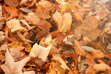 Dry fallen leaves as background, closeup view
