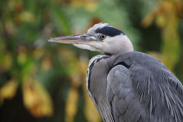Grey Heron (Ardea cinerea) bird close up shot