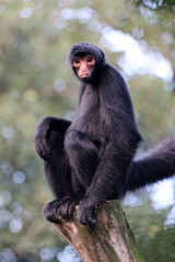 The red-faced spider monkey (Ateles paniscus), also known as the Guiana spider monkey or red-faced black spider monkey