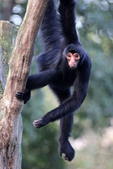 The red-faced spider monkey (Ateles paniscus), also known as the Guiana spider monkey or red-faced black spider monkey