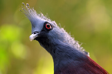 Victoria crowned pigeon (Goura victoria) close up shot