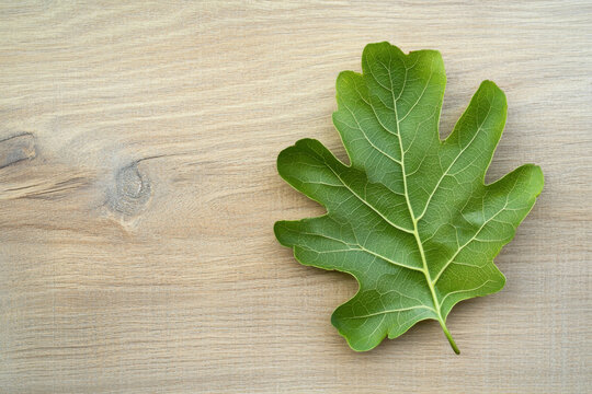 A light oak wood background with fine texture, ideal for a clean and minimalistic setting. The wood's soft grain adds a touch of natural elegance.