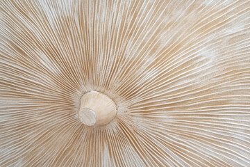 Close-up of mushroom gills texture, delicate radial patterns in beige and white tones, emphasizing organic detail