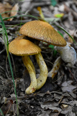 mushrooms in the forest at agva, istanbul
