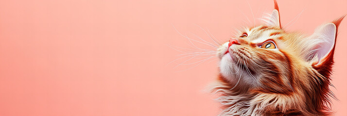 Naklejka premium Adorable Cat Portrait on Peach Background with Soft Lighting, Perfect for Pet Enthusiasts, Animal Lovers, and Interior Decor