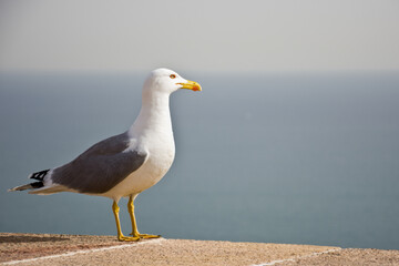 seagull on the castle wall at barcelona