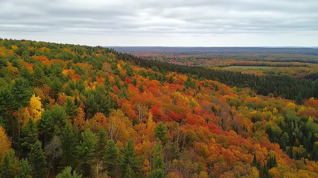 Aerial view capturing vibrant autumn foliage of a dense forest landscape in North America showcasing rich colors and serene beauty