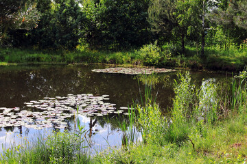 summer in the village on the pond