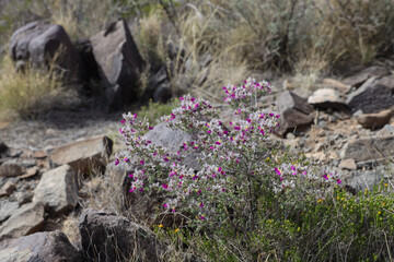 Shrub with pink flowers in the desert