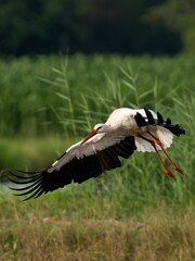 Weißstorch fliegt auf