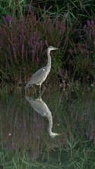 Graureiher auf Beutefang