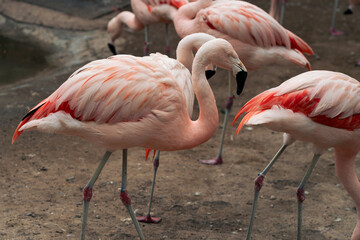 View of adult flamingos walking, drinking water from a puddle and hanging out in a natural zoo on a cloudy day. No people, just in their natural environment.