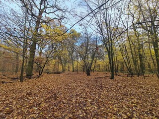 Sicht auf den schönen Plänterwald an einem Herbsttag in Berlin Treptow