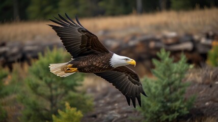 Obraz premium Majestic bald eagle in flight over natural landscape.