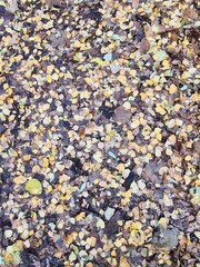 wunderschöne Herbstblätter auf dem Waldboden im Plänterwald (Berlin)