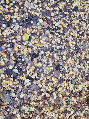 wunderschöne Herbstblätter auf dem Waldboden im Plänterwald (Berlin)