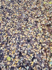 wunderschöne Herbstblätter auf dem Waldboden im Plänterwald (Berlin)