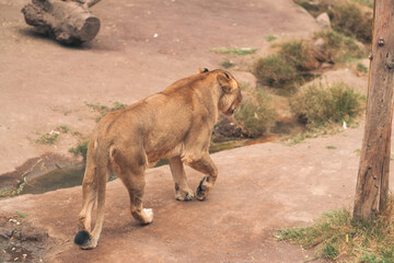View of an adult lion without a mane walking in a natural zoo. On a cloudy day. Without people, just in its natural environment.