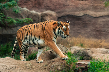 View of an adult tiger and his family in a natural zoo. Moving, interacting and resting. On a cloudy day. No people, just in their natural environment.