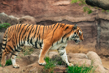 View of an adult tiger and his family in a natural zoo. Moving, interacting and resting. On a cloudy day. No people, just in their natural environment.