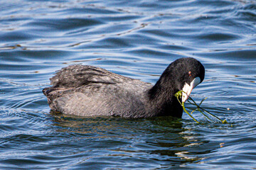 Common Coot (Fulica atra) with its beautiful black plumage, white bill, and red eyes, feeding on an aquatic plant