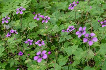 Colorful autumn flowers in a garden