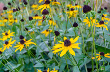 Colorful autumn flowers in a garden