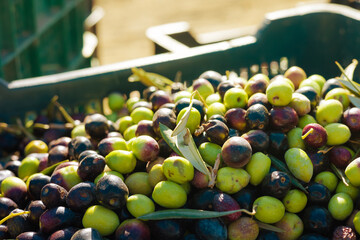 Close-up of freshly harvested olives in a crate.