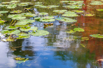 Water lily leaves on the surface of a puddle