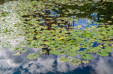 Water lily leaves on the surface of a puddle