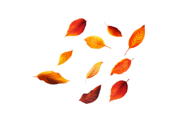 Vibrant autumn leaves mid-air, rich red, golden yellow, burnt orange, transparent background or white background