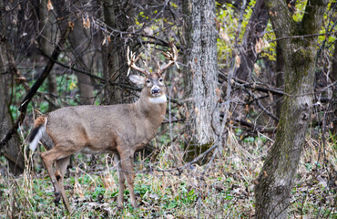 Michigan Buck and his Does
