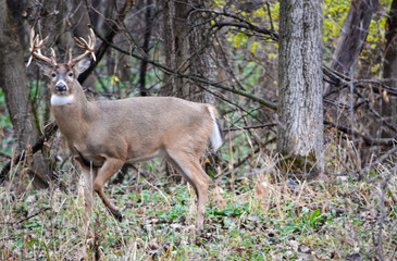 Michigan Buck and his Does