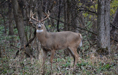 Michigan Buck and his Does