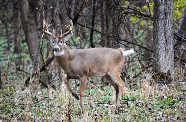 Michigan Buck and his Does