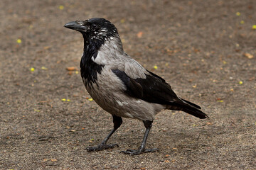 crow on the ground