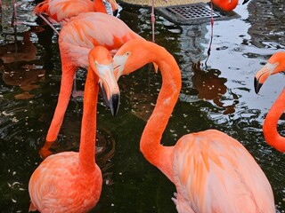 Two vibrant orange flamingos interacting closely, with their beaks touching. They stand in shallow water, surrounded by other flamingos and reflections of their bright plumage.