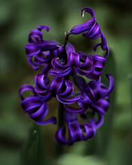 close up of a purple flower