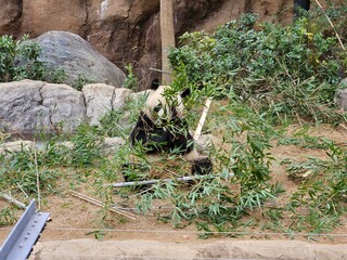 A panda sitting in an enclosure surrounded by bamboo, eating or playing with it. The background features rocks, greenery, and a wooden post. The ground is covered in dry soil and leaves.